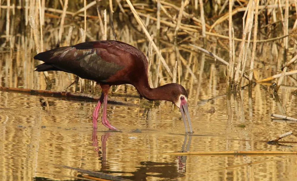 A white-faced ibis with dark maroon plumage, a pink face patch and a long curved bill probing shallow water among dry reeds