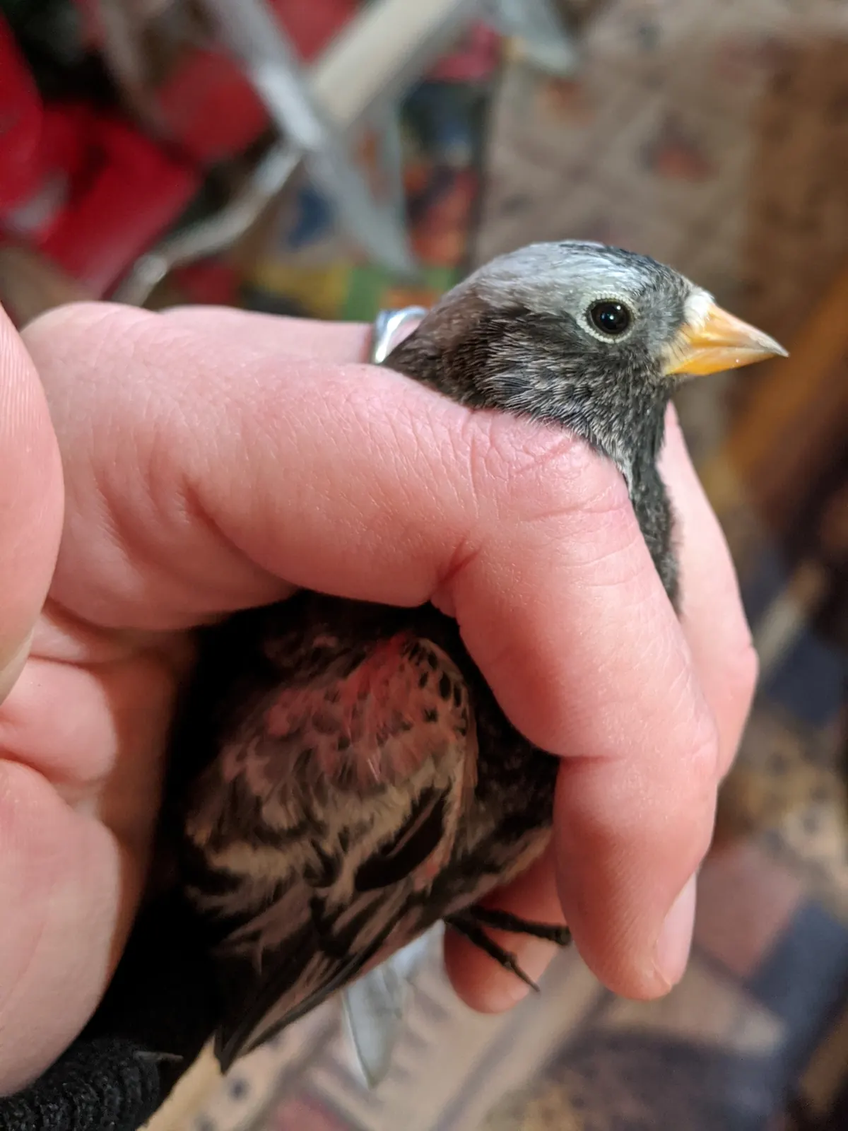 A black rosy-finch held gently in a researcher's hand, showing its gray crown, yellow winter bill and pink-edged wing feathers