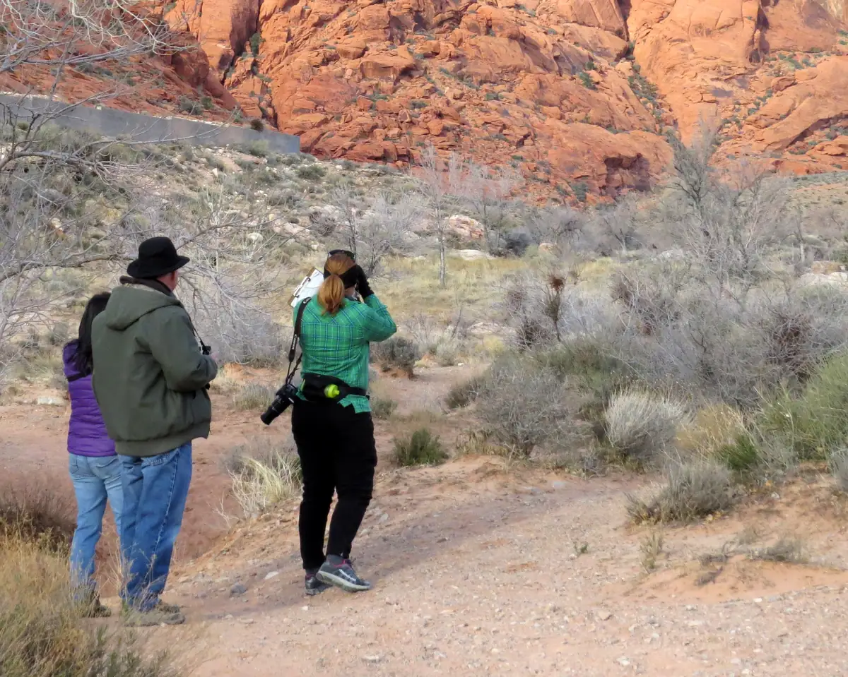 Three birders with binoculars and a camera looking toward desert shrubs below red sandstone cliffs
