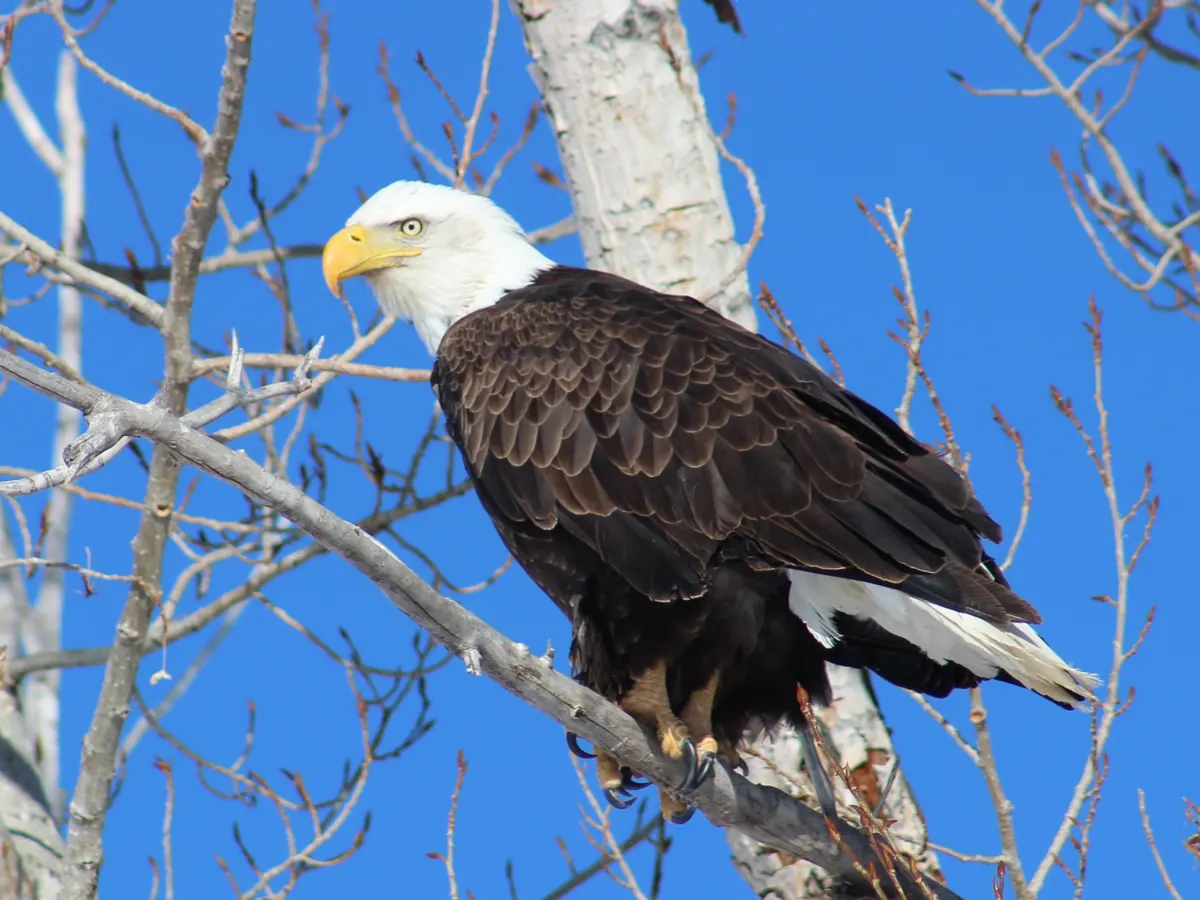 An adult bald eagle with a white head and yellow beak perched on a bare branch of a cottonwood against a blue sky