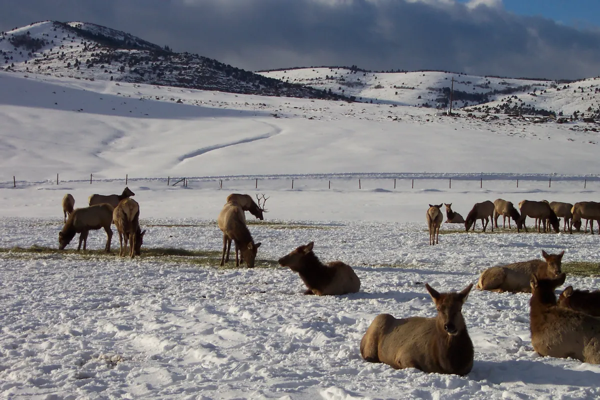 A herd of elk, including a bull with antlers, resting and feeding on a snow-covered meadow below snowy hills