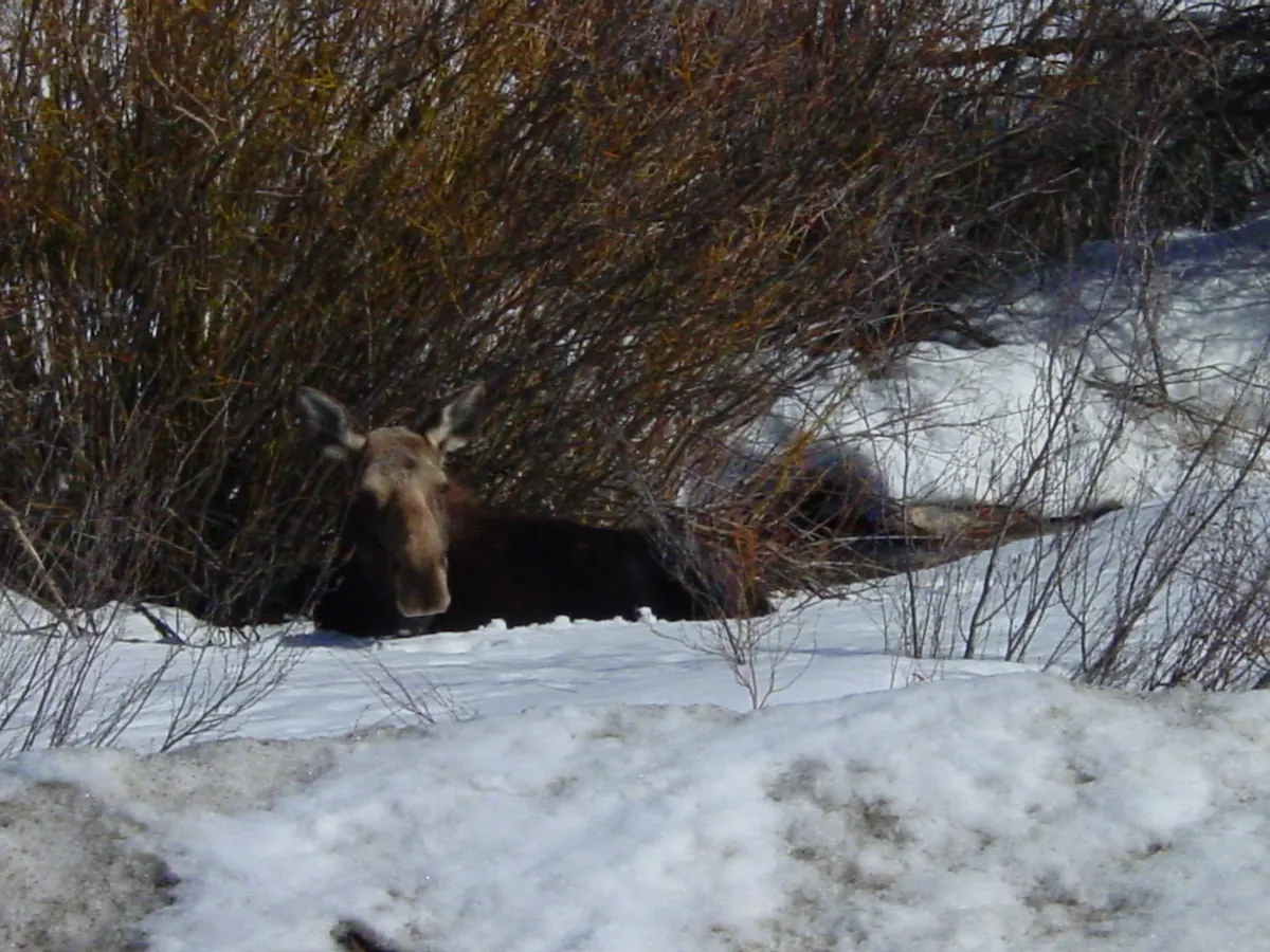 A moose lying in snow beneath bare reddish willow shrubs beside a road