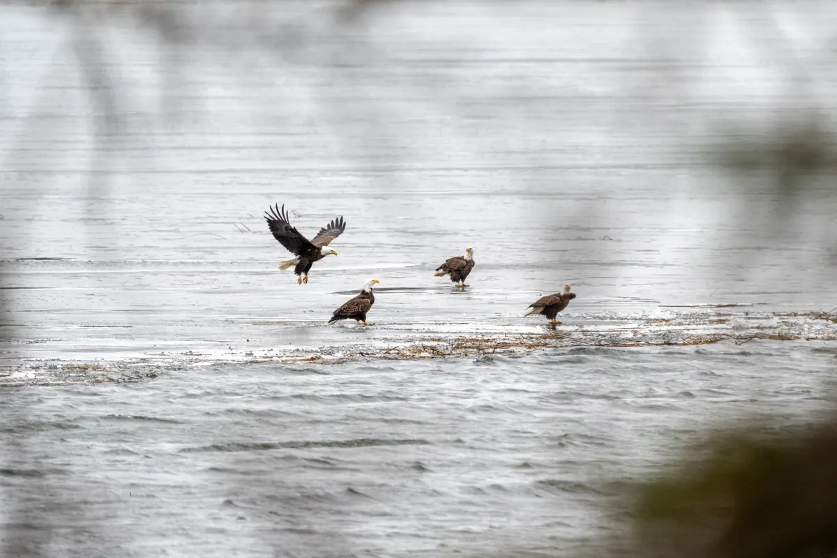 Four bald eagles, three standing and one landing with wings spread, at the edge of open water on a frozen lake