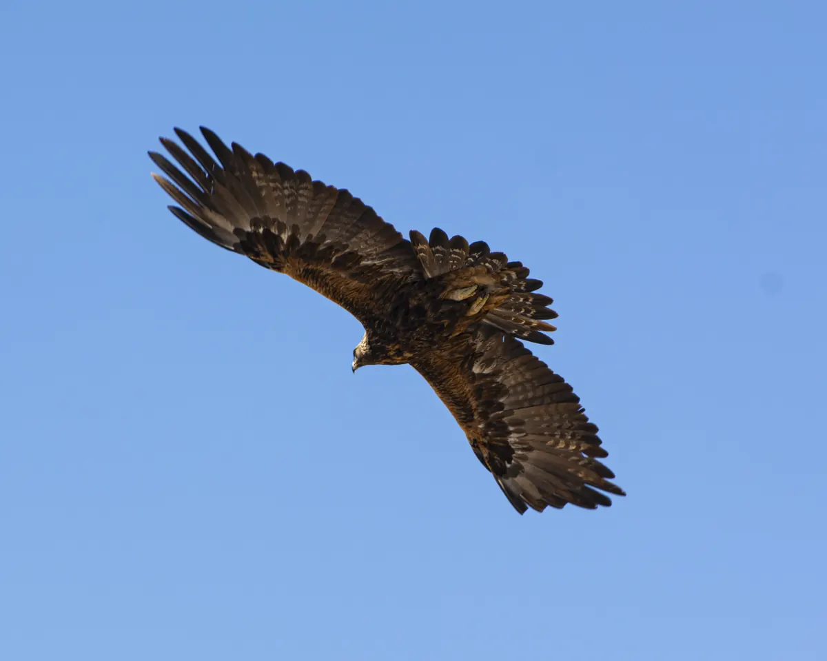 A dark brown golden eagle soaring overhead with wings fully spread against a clear blue sky