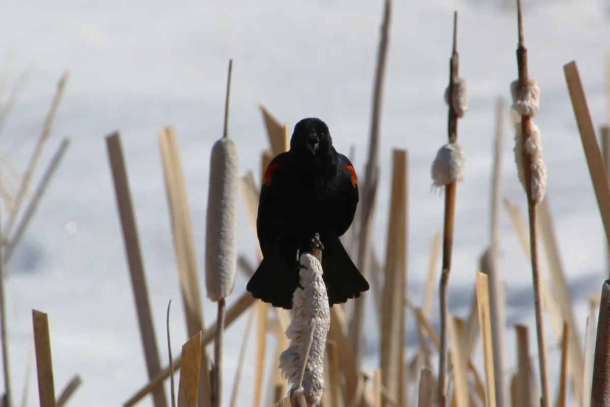 A male red-winged blackbird calling from a cattail head in a marsh, with snow-covered ground behind it