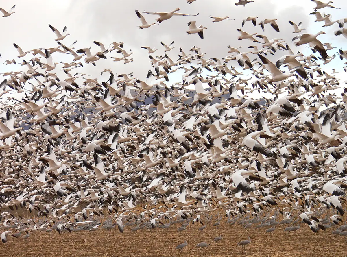 A huge flock of white snow geese with black wingtips rising from a brown field under a cloudy sky, with a few gray sandhill cranes standing below