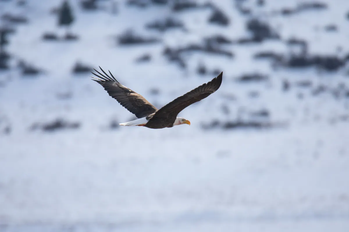 A bald eagle with a white head flies with wings spread over a snow-covered hillside.