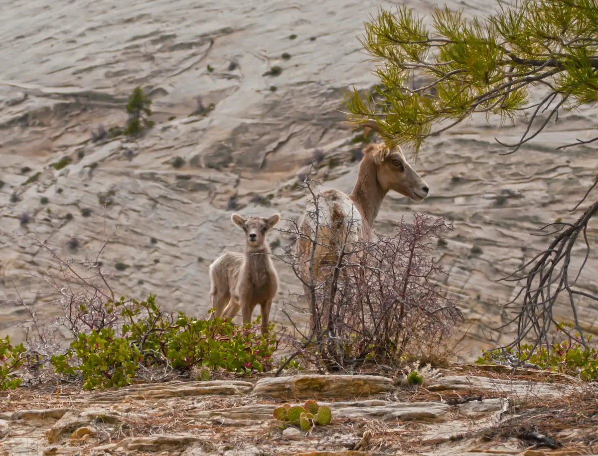 A young desert bighorn lamb standing beside a ewe on a sandstone ledge, with pale cross-bedded rock behind them