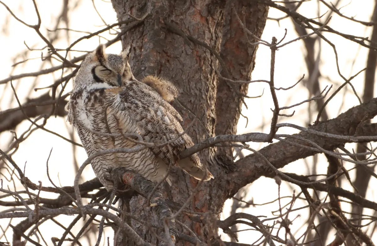 A great horned owl with ear tufts and closed eyes dozes upright on a branch of a bare tree in the pale light of dusk.