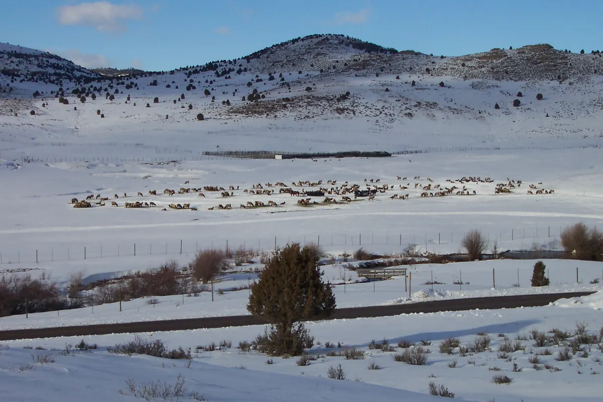 A large herd of elk spread across a snow-covered valley floor beneath snowy juniper hills.