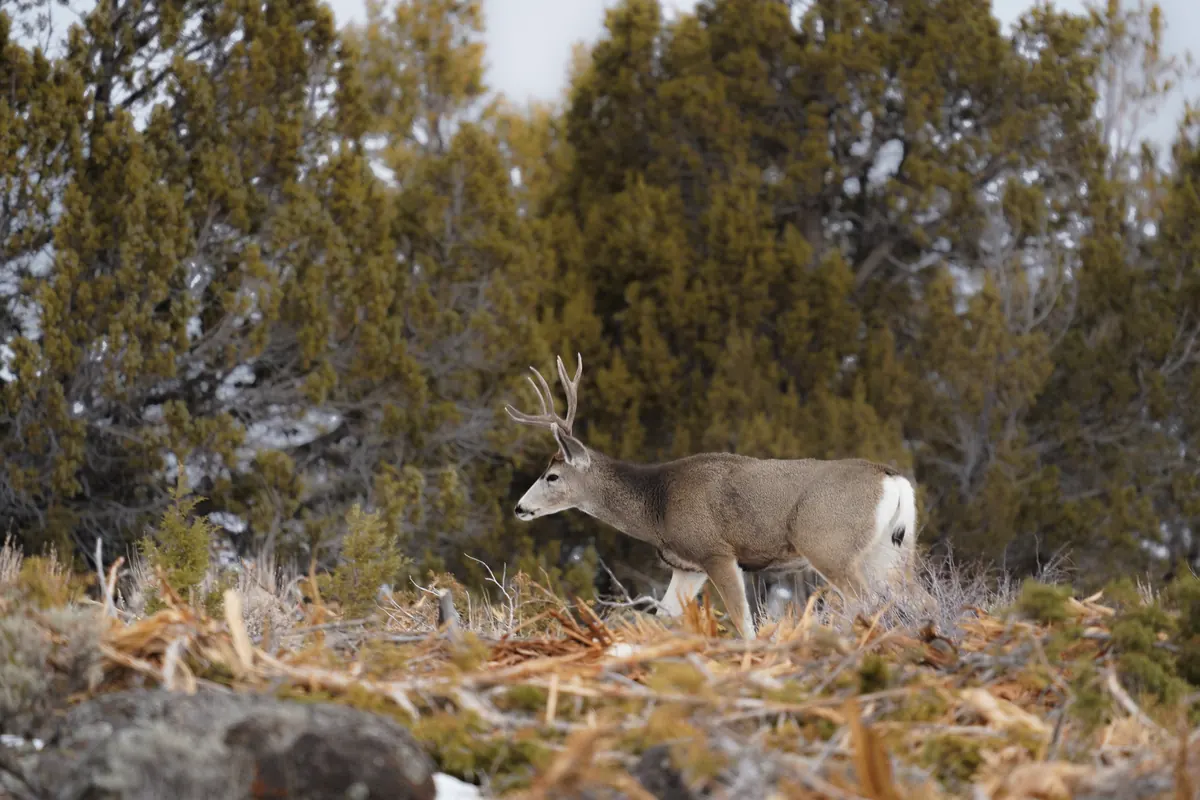 A mule deer buck with forked antlers walks past dark junipers on dry winter range with a little snow.