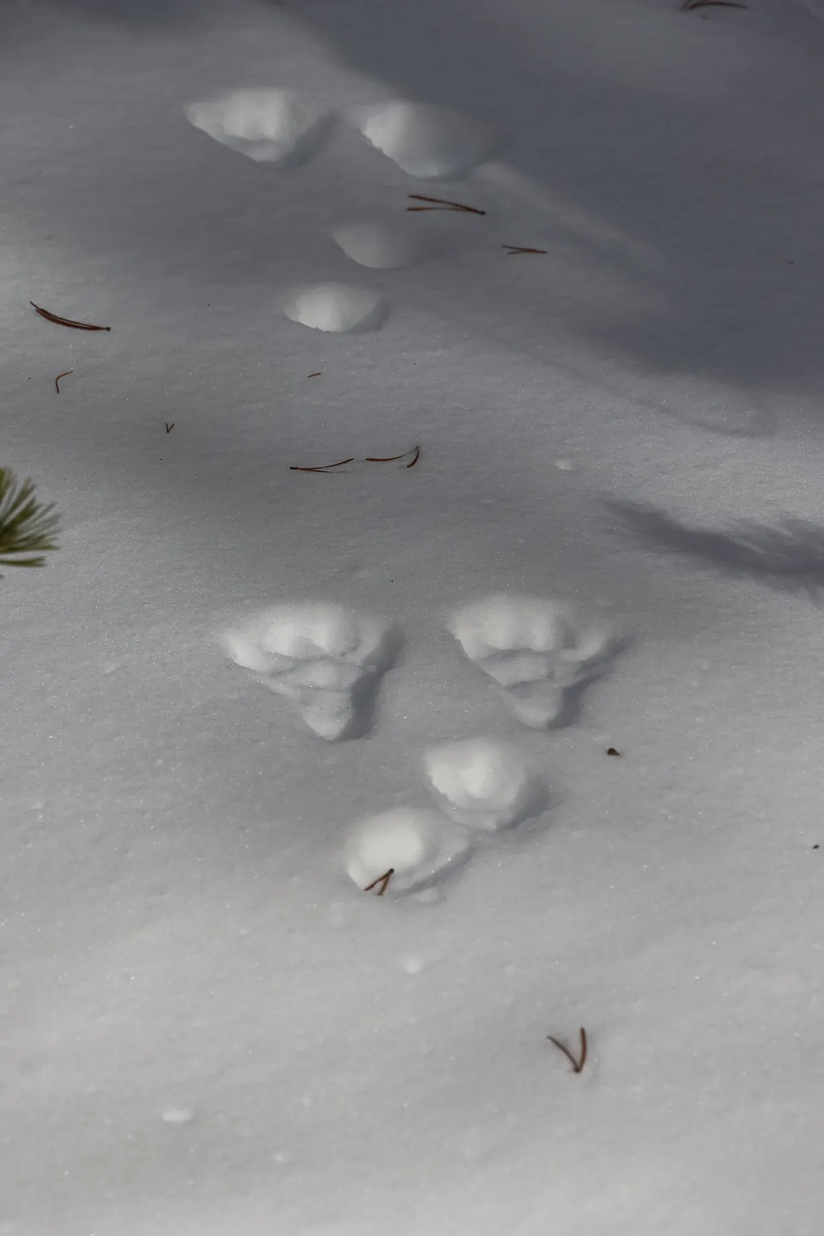 Two pairs of large snowshoe hare prints in fresh snow, the big hind feet side by side and smaller front prints behind, with a few pine needles.