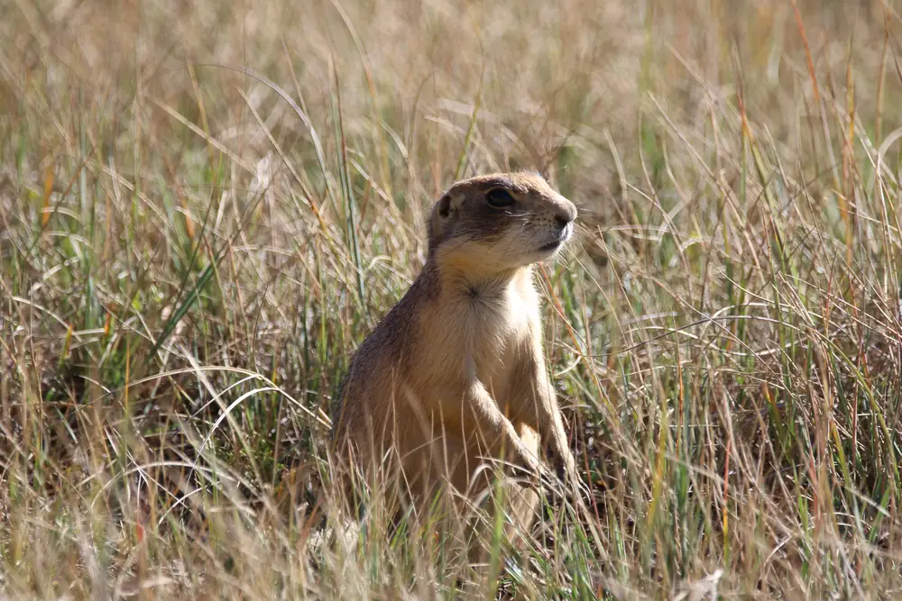 A Utah prairie dog sitting upright in dry tan grass, looking to the right