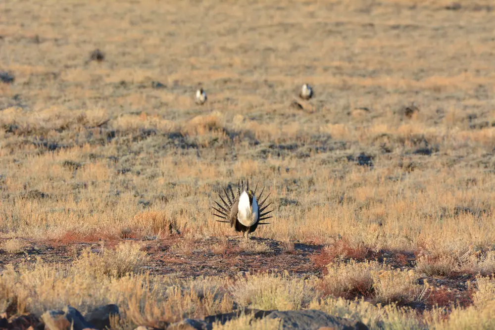 A male greater sage-grouse with fanned spiky tail feathers and a white chest strutting on bare ground in sagebrush, with two more males farther back