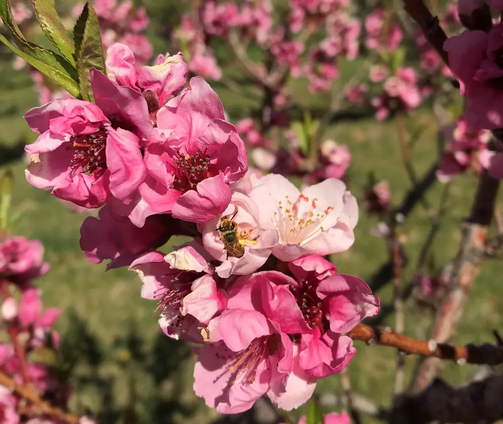 A cluster of pink peach blossoms with a small bee inside one flower, and more blooms blurred in the background