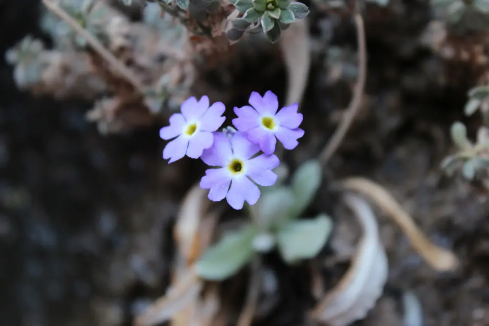 Three small lavender flowers with yellow centers above gray-green leaves against dark rock