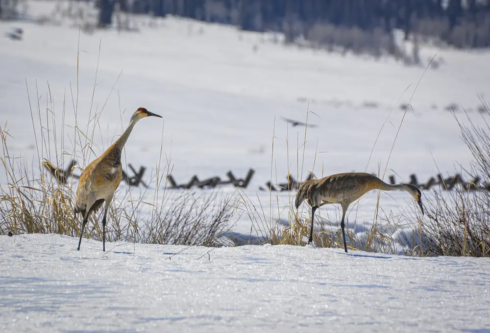 Two sandhill cranes with gray-brown feathers and red crowns on a snowy bank, one standing alert and one bending to feed, with a rail fence behind them