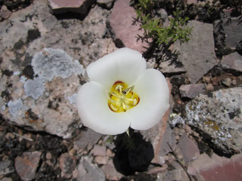 A white flower with three large petals and a yellow center on a slender stem
