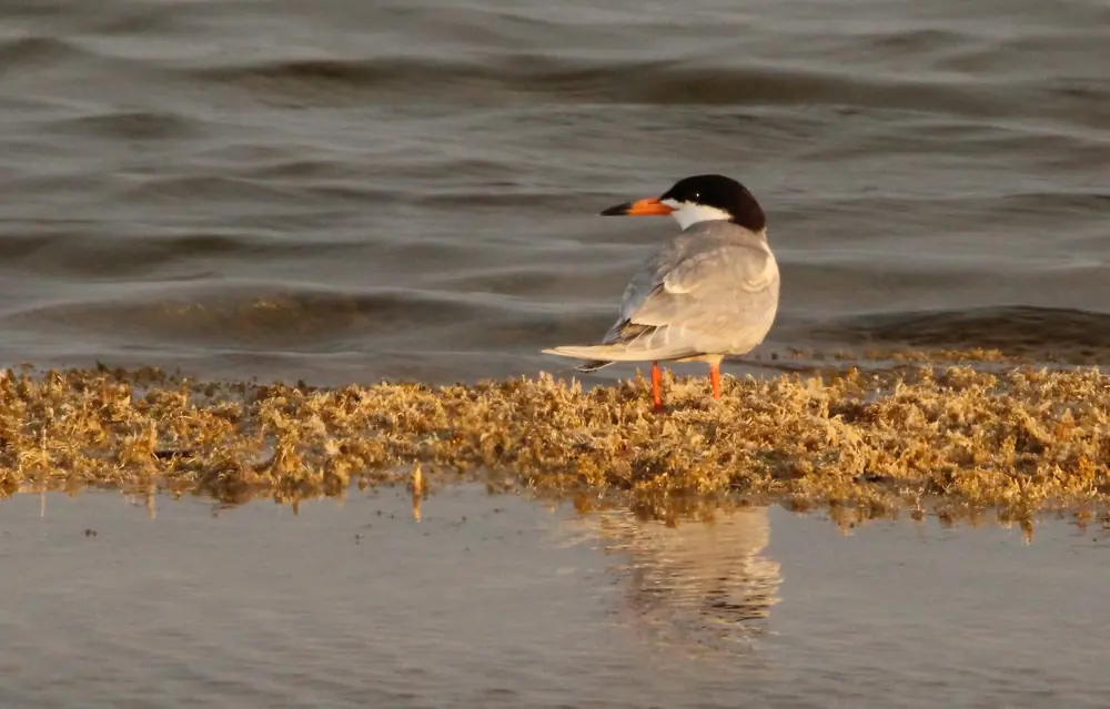 A Forster's tern with white plumage, a black cap and an orange bill resting on a post beside shallow water