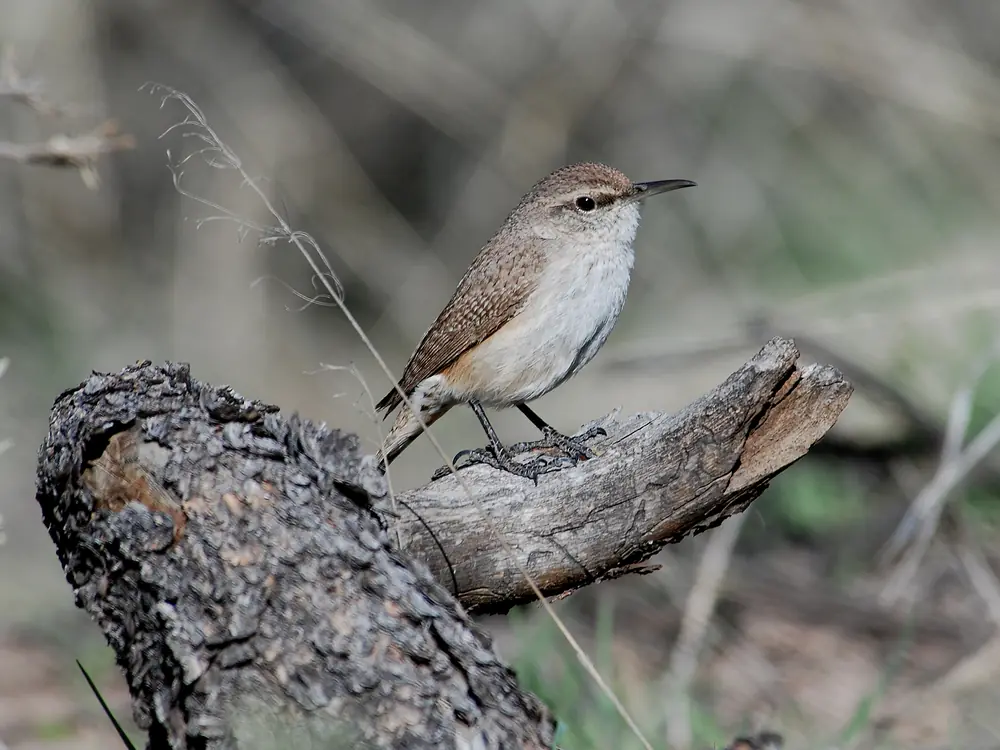 A small brown and gray rock wren with a slender curved bill perched on a stone