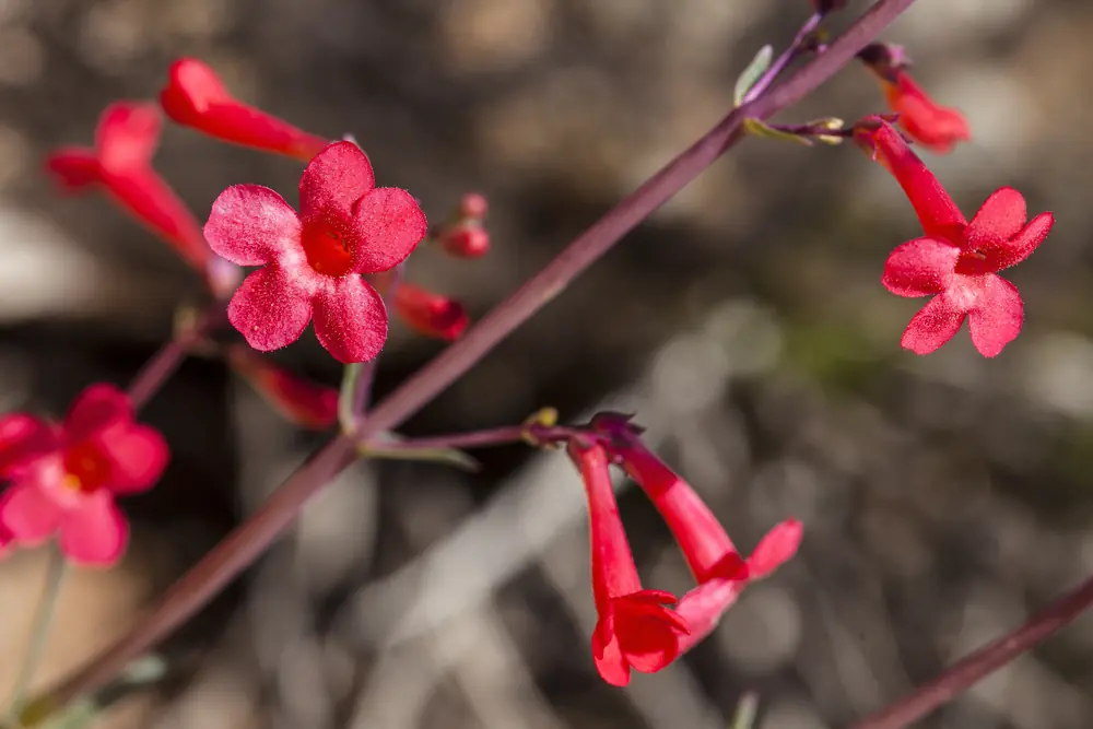 Tall spikes of pink-purple tubular penstemon flowers rising above gray-green desert shrubs