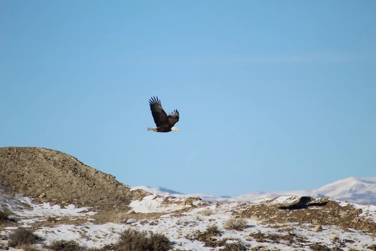 An adult bald eagle flying over snowy badlands under a clear blue sky