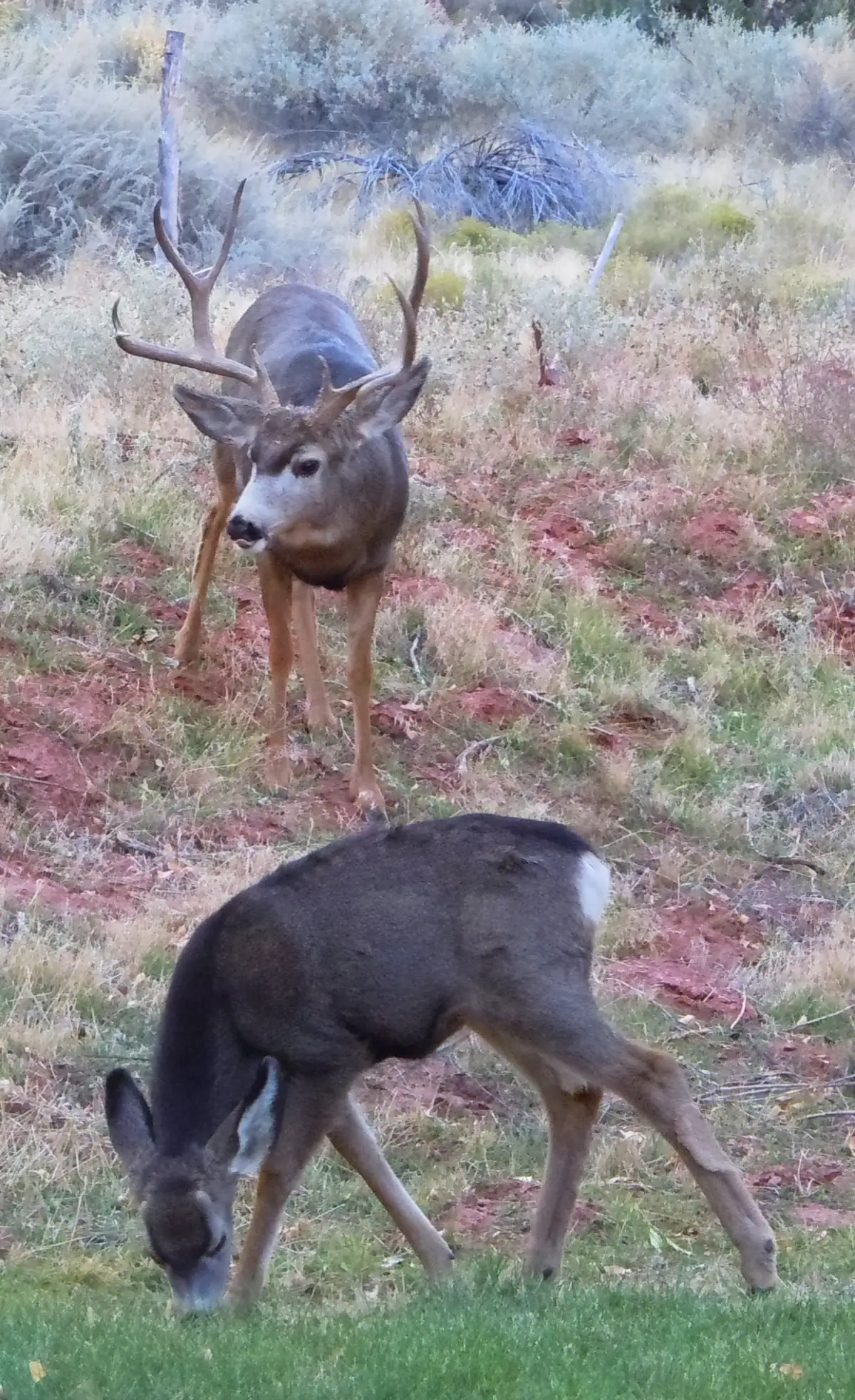A mule deer buck with large antlers watching a doe that grazes in the foreground