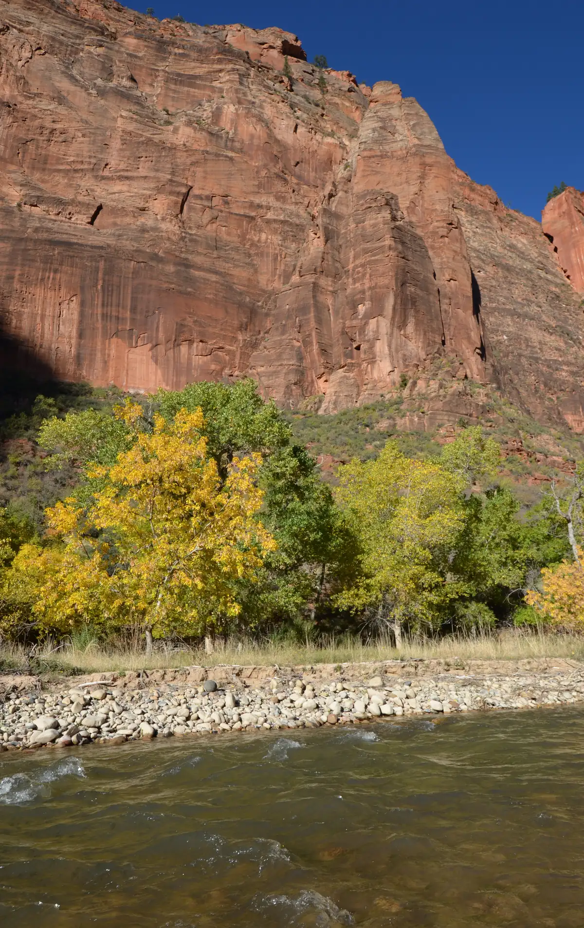 Cottonwoods half turned to yellow along the Virgin River below tall red sandstone cliffs