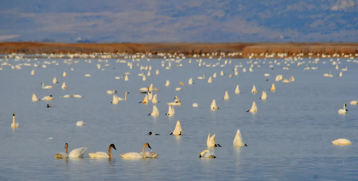 A large flock of white tundra swans on open water, many tipping head-down to feed