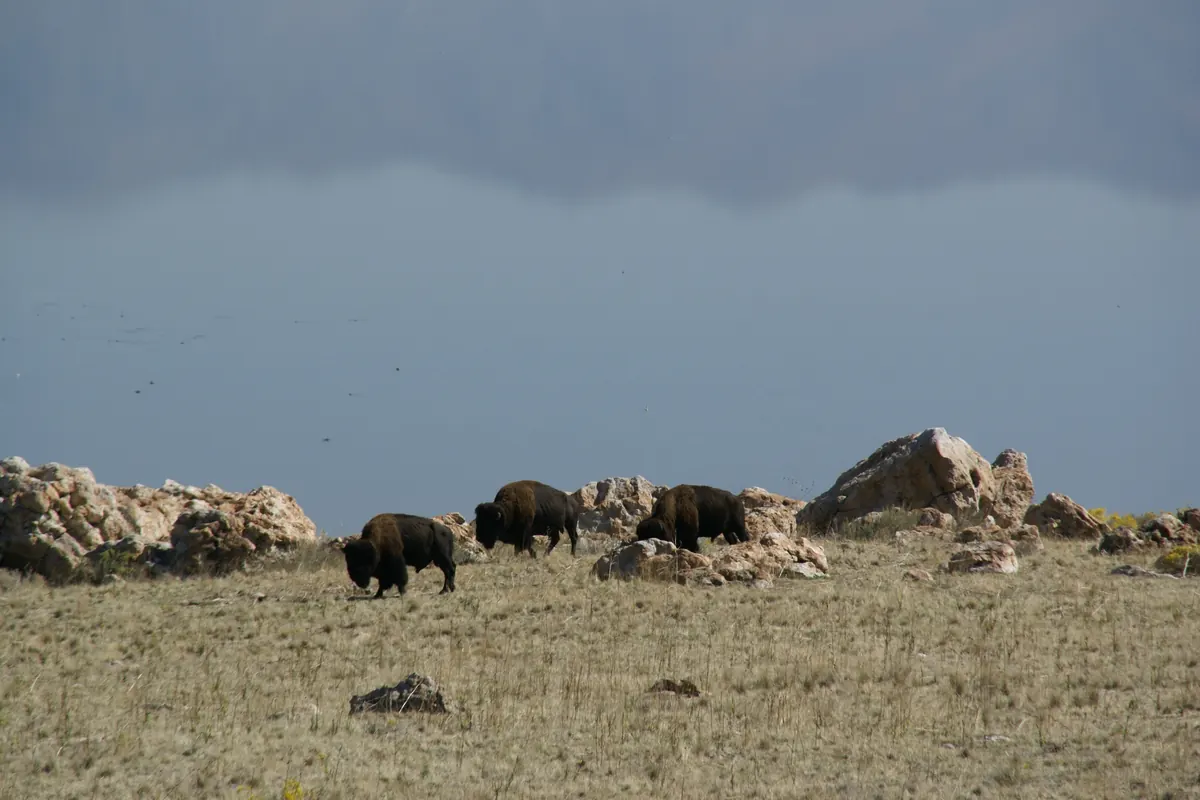 A bison on the open grassland of Antelope Island in the Great Salt Lake
