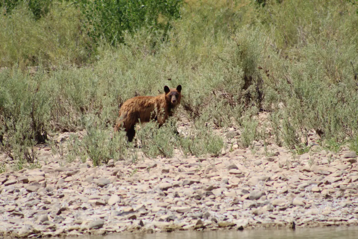 A black bear traveling through vegetation along the Green River