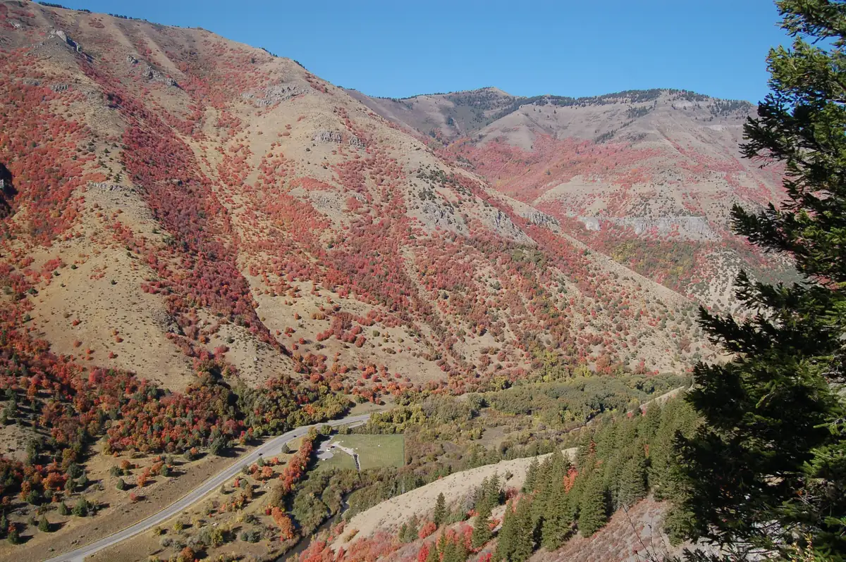 Slopes of Logan Canyon covered in red maples in fall