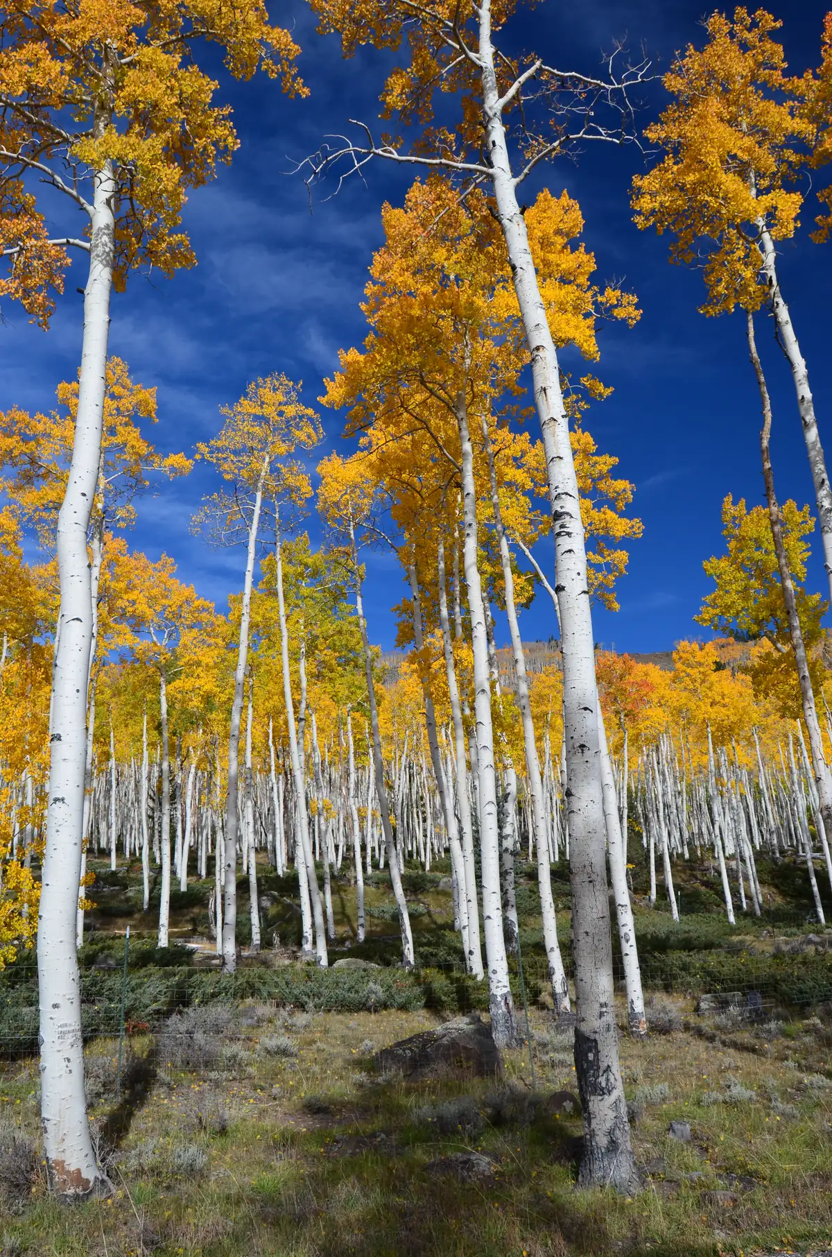 Aspens in yellow fall leaves near Fish Lake