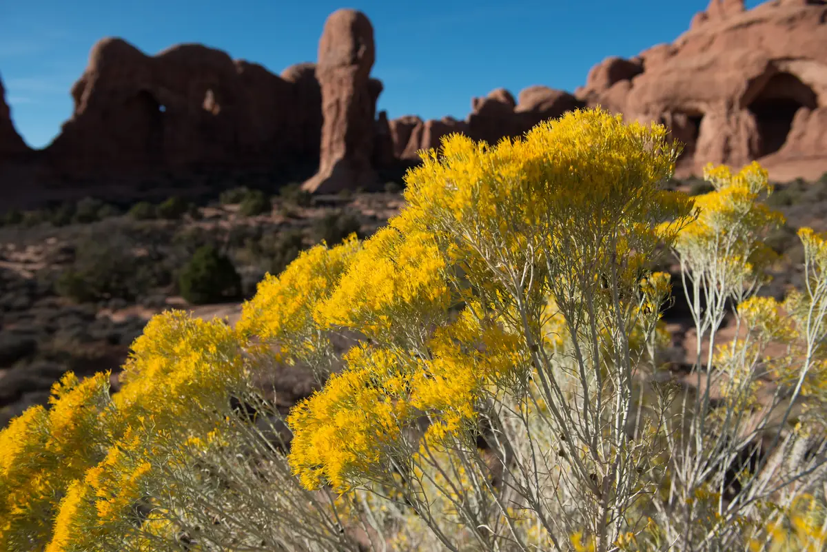 Golden rabbitbrush in flower among the red rock of the Windows Section, Arches National Park