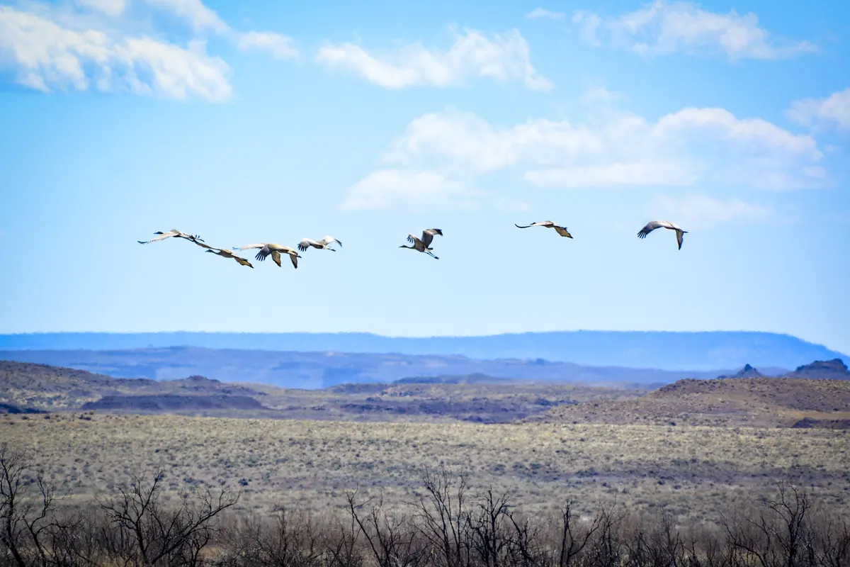 A small flock of sandhill cranes flying with long necks and legs outstretched over wetlands
