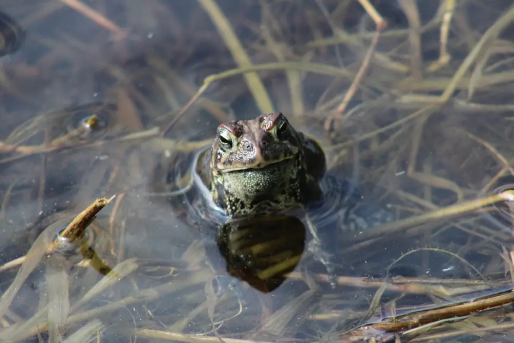 An American toad floats at the surface of a shallow pond with only its head and eyes above the water, among pale dry stems.