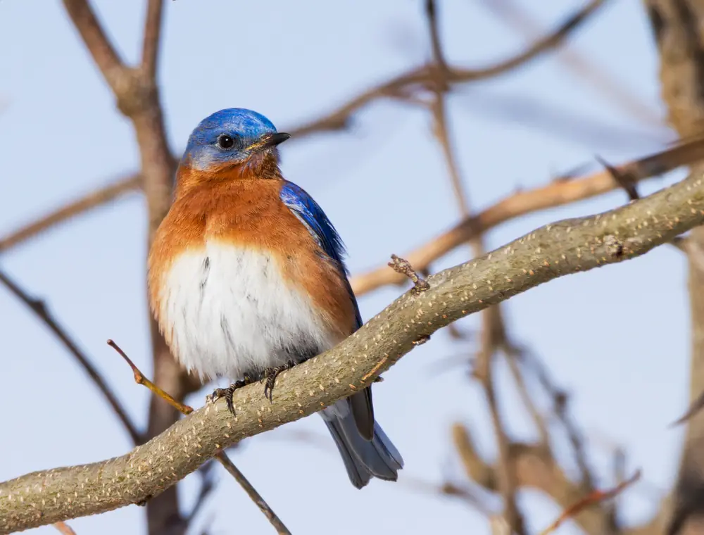 A male eastern bluebird with blue head and back and an orange breast perched on a bare branch