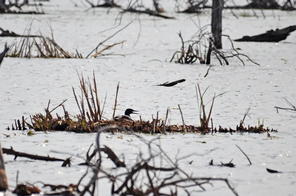 A common loon sitting low on a nest of reeds and sticks in open, still water with bare snags behind