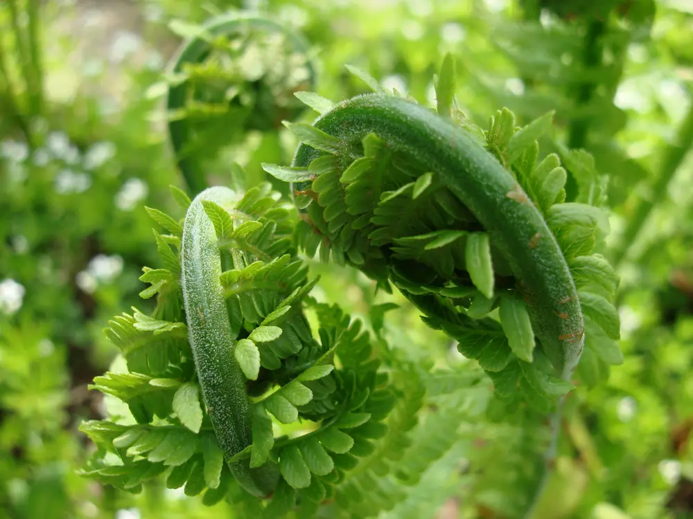Two curled green ostrich fern fiddleheads with fine scaly stems against a blurred green background