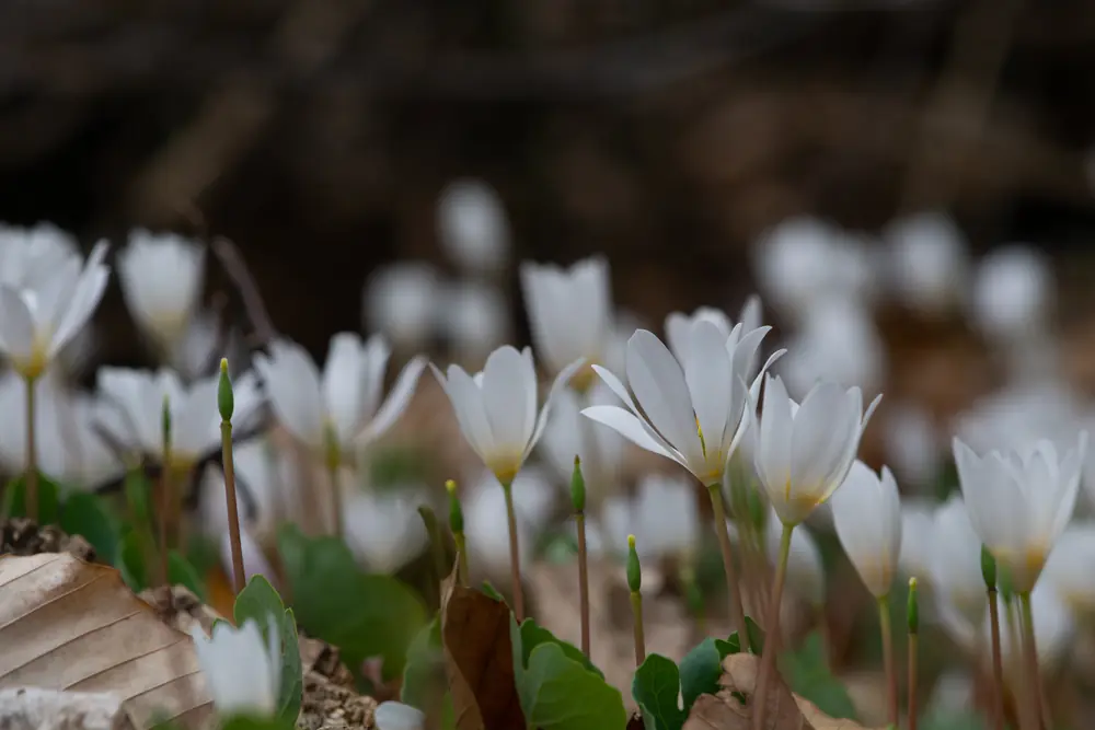 Several white bloodroot flowers with yellow centers rising among dry brown leaves on the forest floor