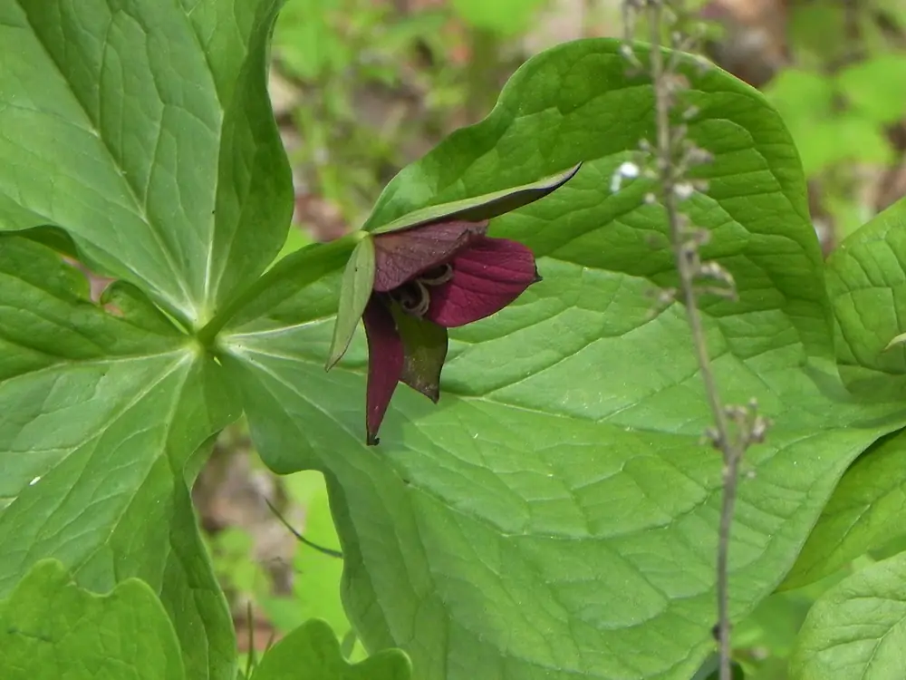 A dark red trillium flower held beneath a whorl of three broad green leaves on a woodland floor