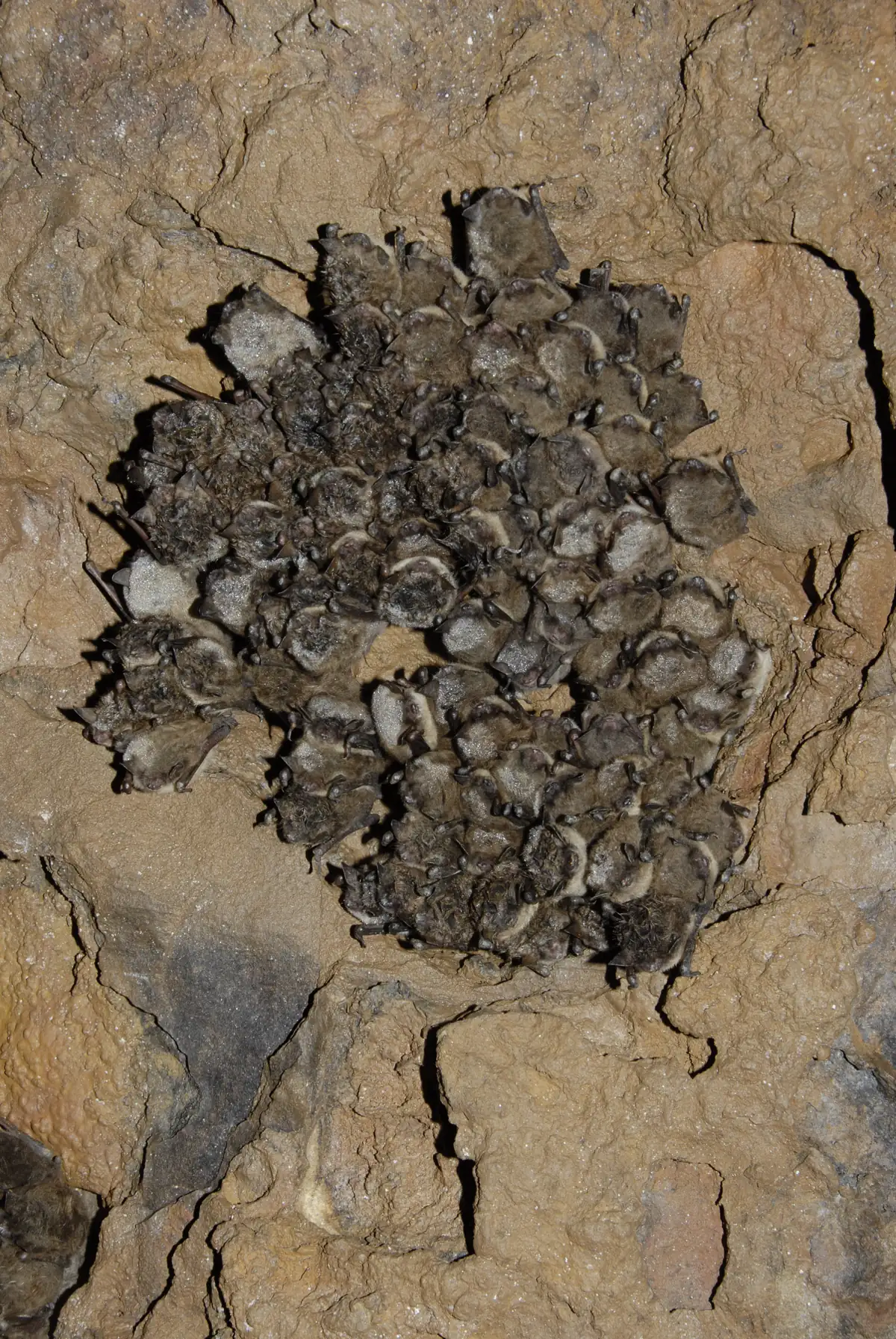 A tight cluster of small brown bats hanging together on the rock ceiling of a mine.