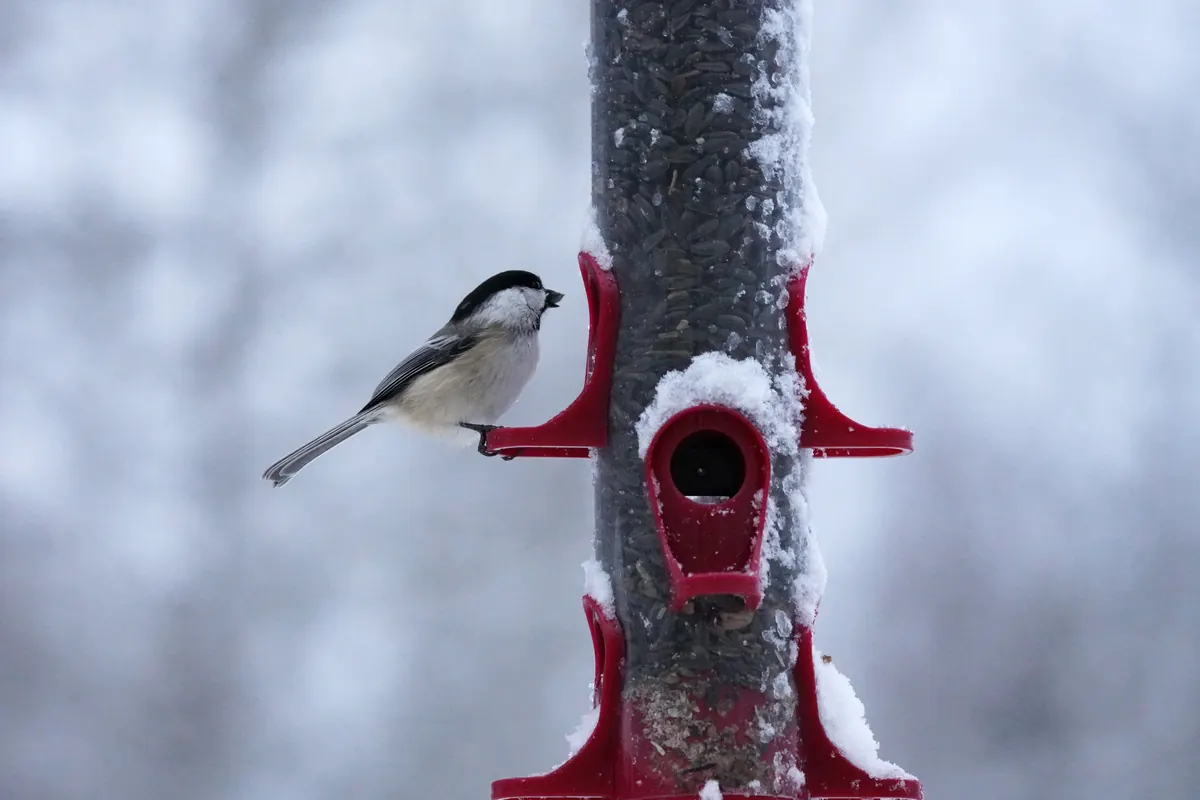 A black-capped chickadee with a black cap and bib perched at a bird feeder with snow around it.