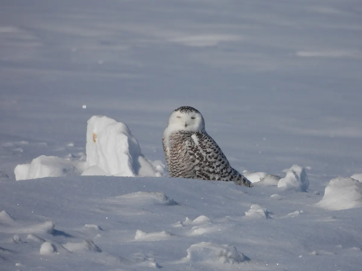 A white snowy owl with dark flecks sitting low in a snow-covered field, looking toward the camera.