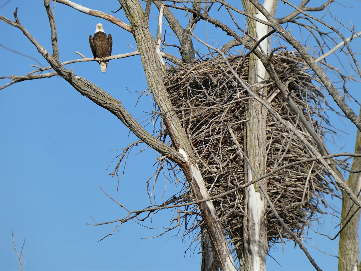 A bald eagle perched on a bare branch beside a large stick nest in a leafless tree against blue sky