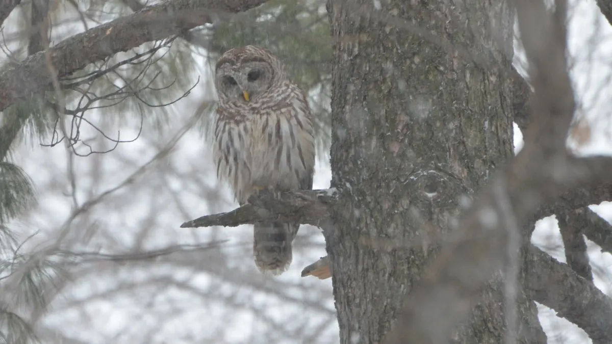 A barred owl perched on a branch beside a tree trunk in falling snow