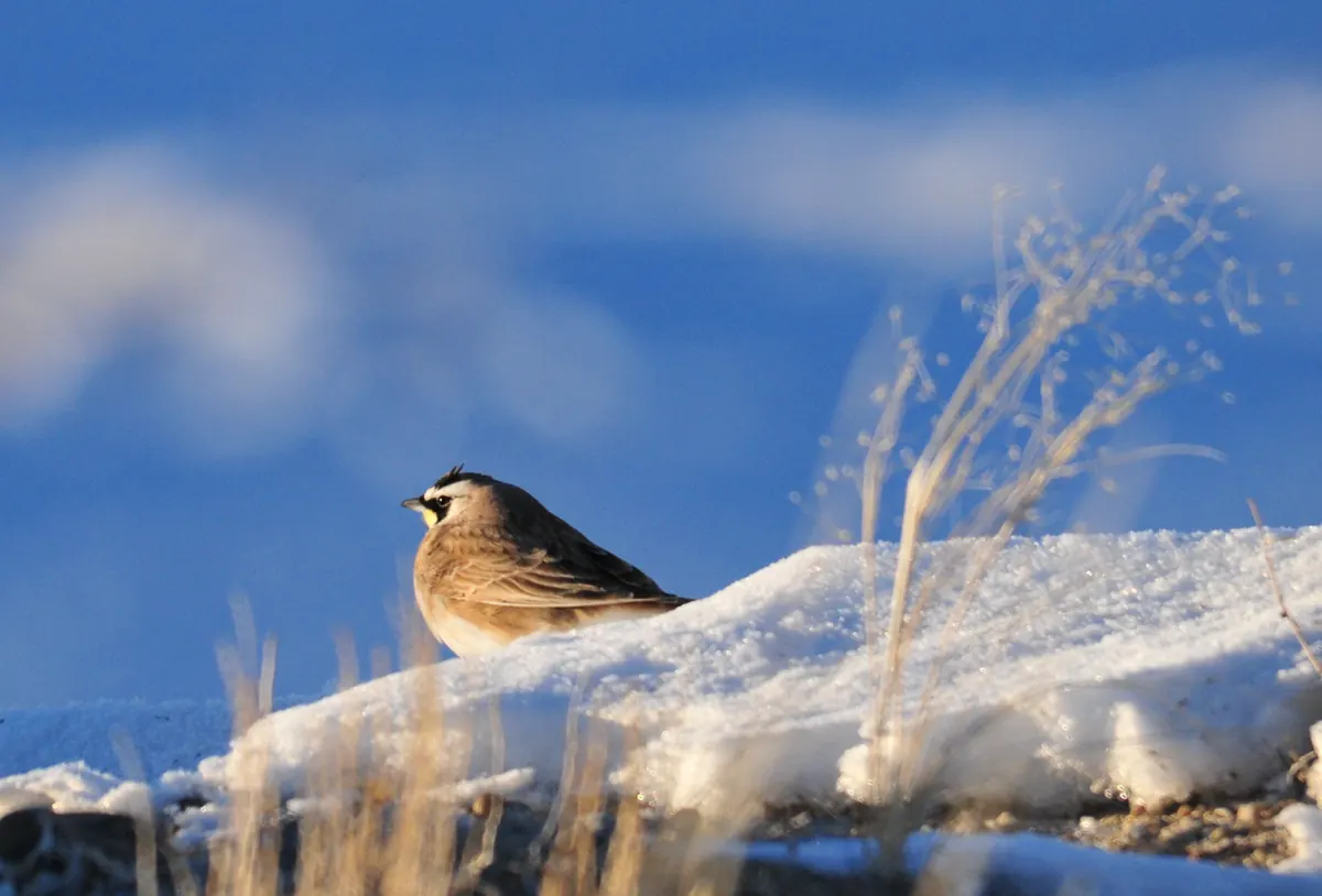 A horned lark with a black mask and yellow face resting on a snowbank beside dry grass