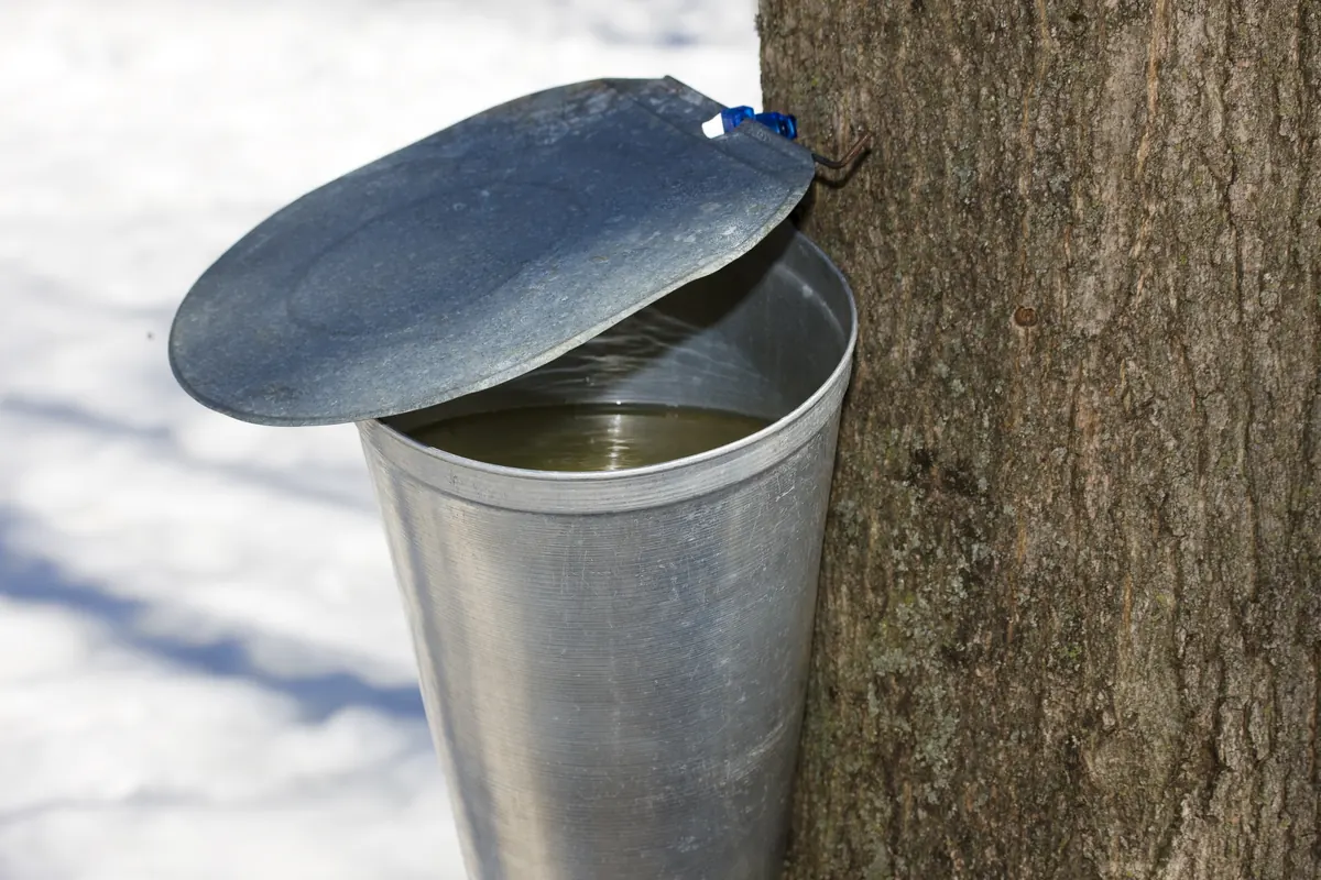 A lidded metal sap bucket hanging from a maple trunk above snow, with clear sap inside
