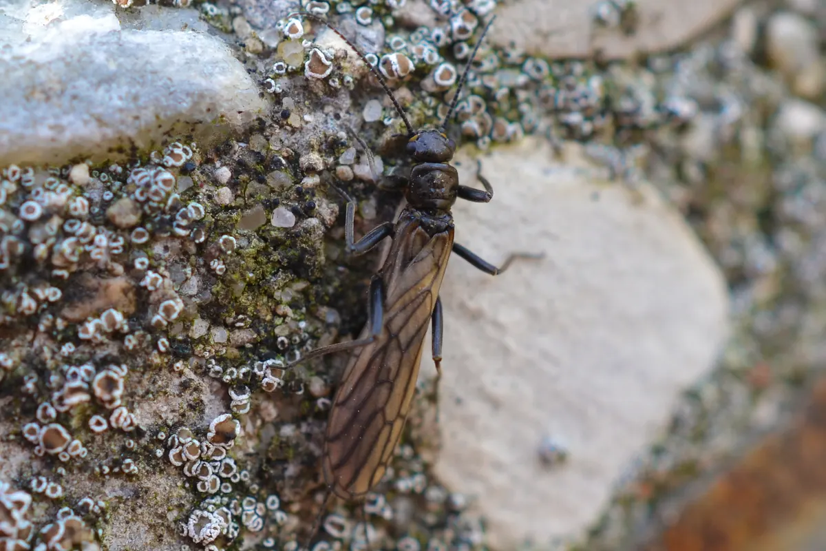 A small dark winter stonefly with long folded wings resting on a lichen-covered rock