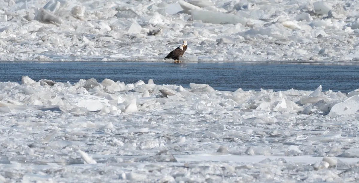 A bald eagle stands at the edge of a channel of open dark water surrounded by broken white river ice.